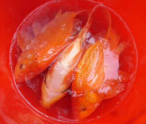 珍珠鯉魚-久久菜譜網
